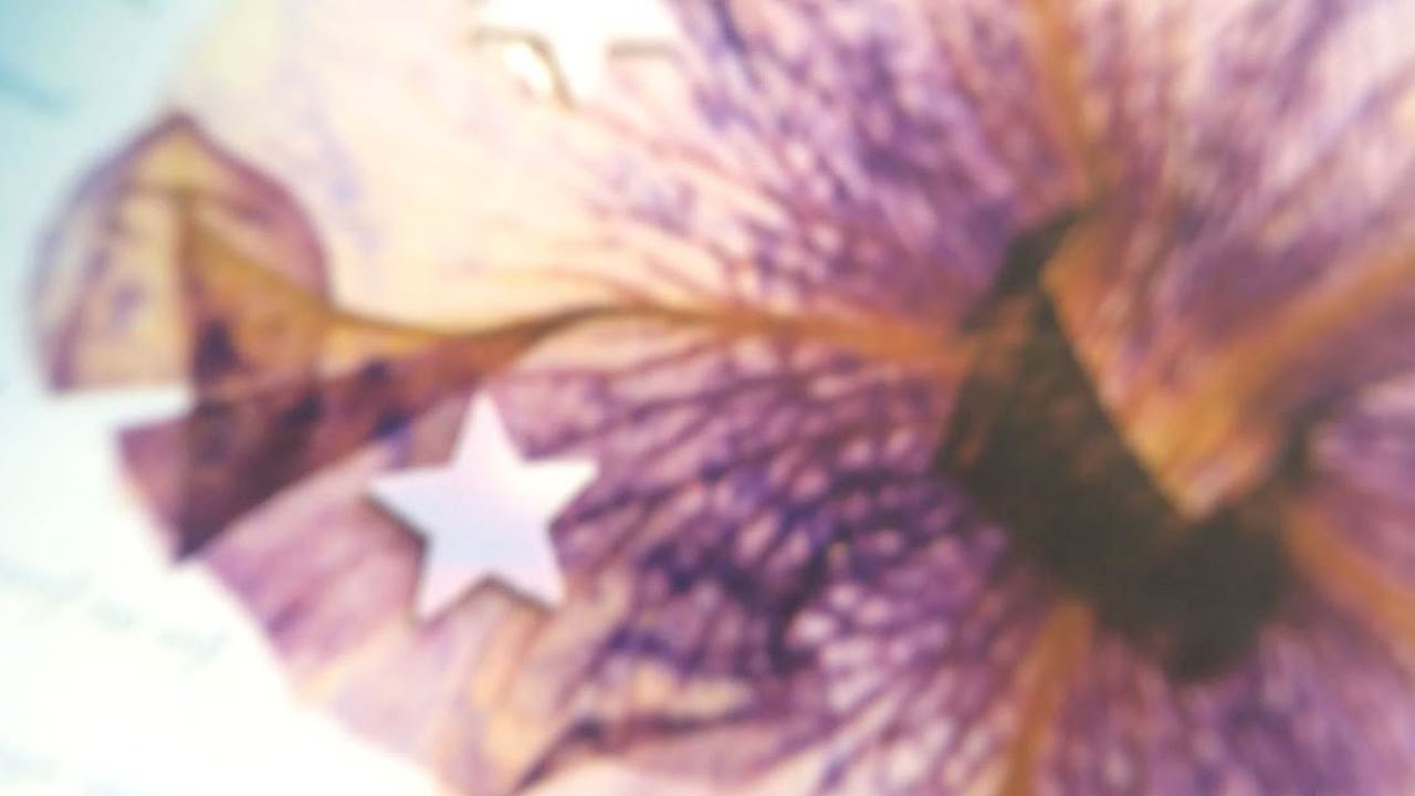 Stellina Designer, Renee Faia