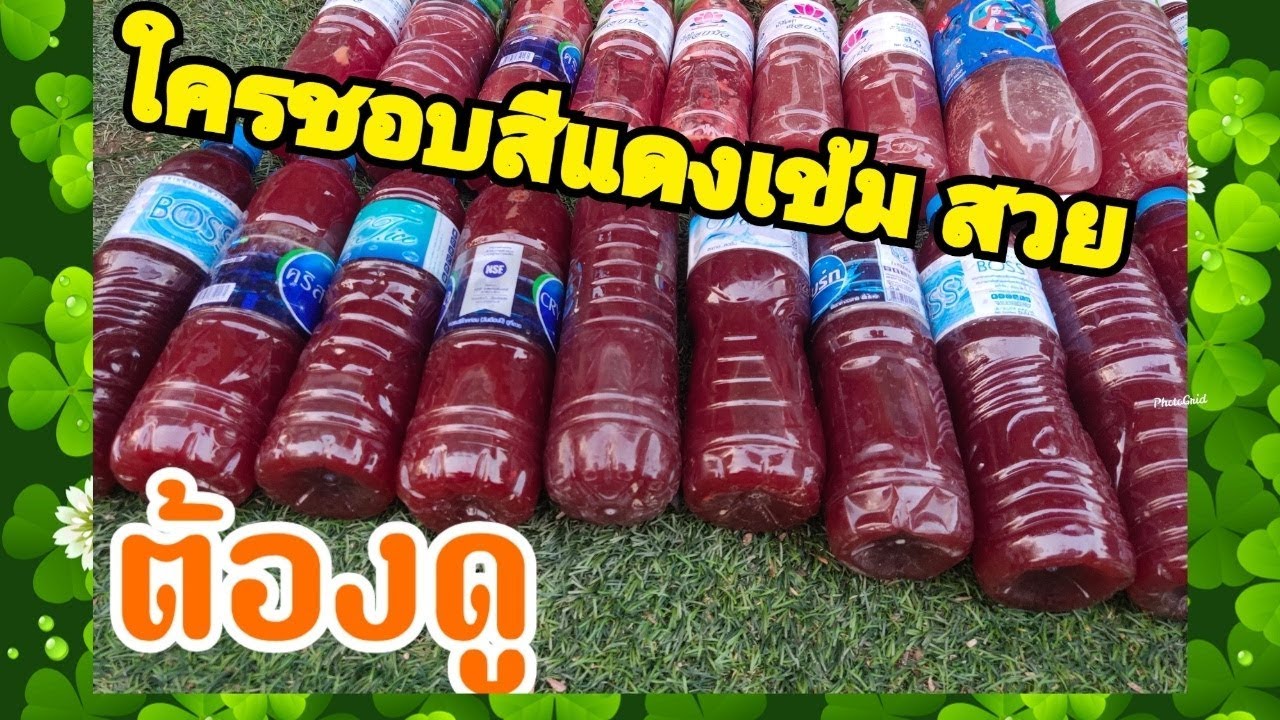 #จุลินทรีย์สังเคราะห์แสง : สูตรแดงไว สีสวย ทำตามนี้ได้เลย #wealthyrichchannel