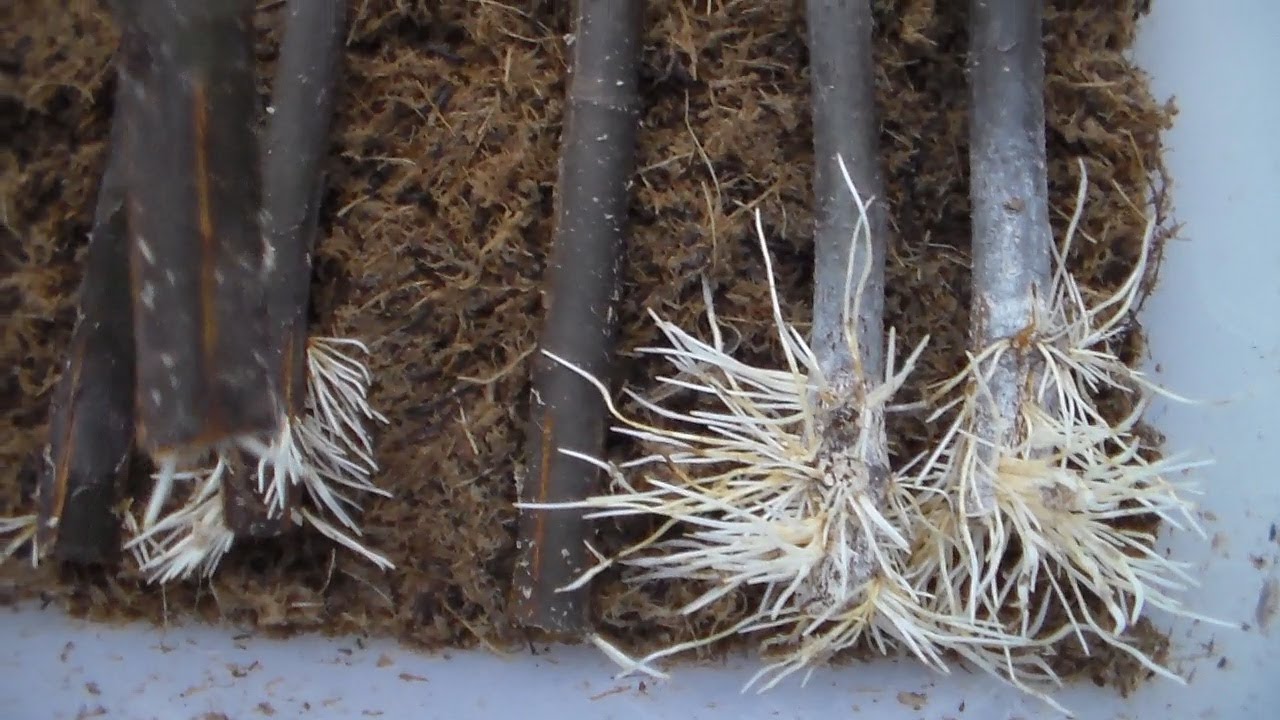 Часть 2  Корнеобразователи  Стоит ли их применять