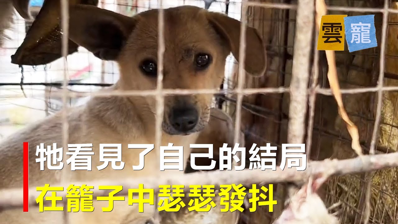 男子於心不忍，再次返回集市救下一隻待宰的狗媽媽