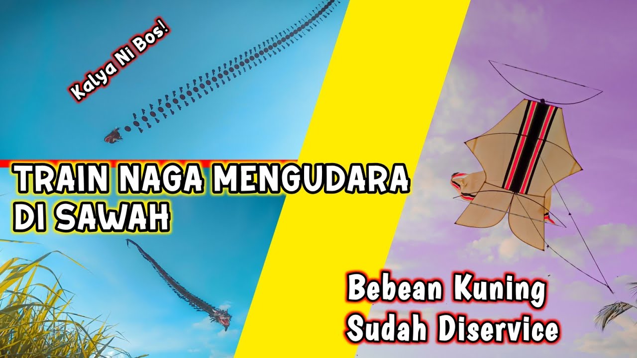 TRAIN NAGA MENGUDARA🇮🇩 Terbangkan Train Naga Spesial Bulan Kemerdekaan - DI SAWAH⁉️