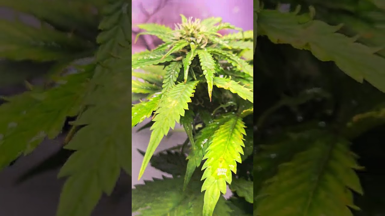 Silver Thiosulfate Feminized Reversal Spray. Ohigro Seedco Charles Cox. Great stuff. Make Fem seeds.