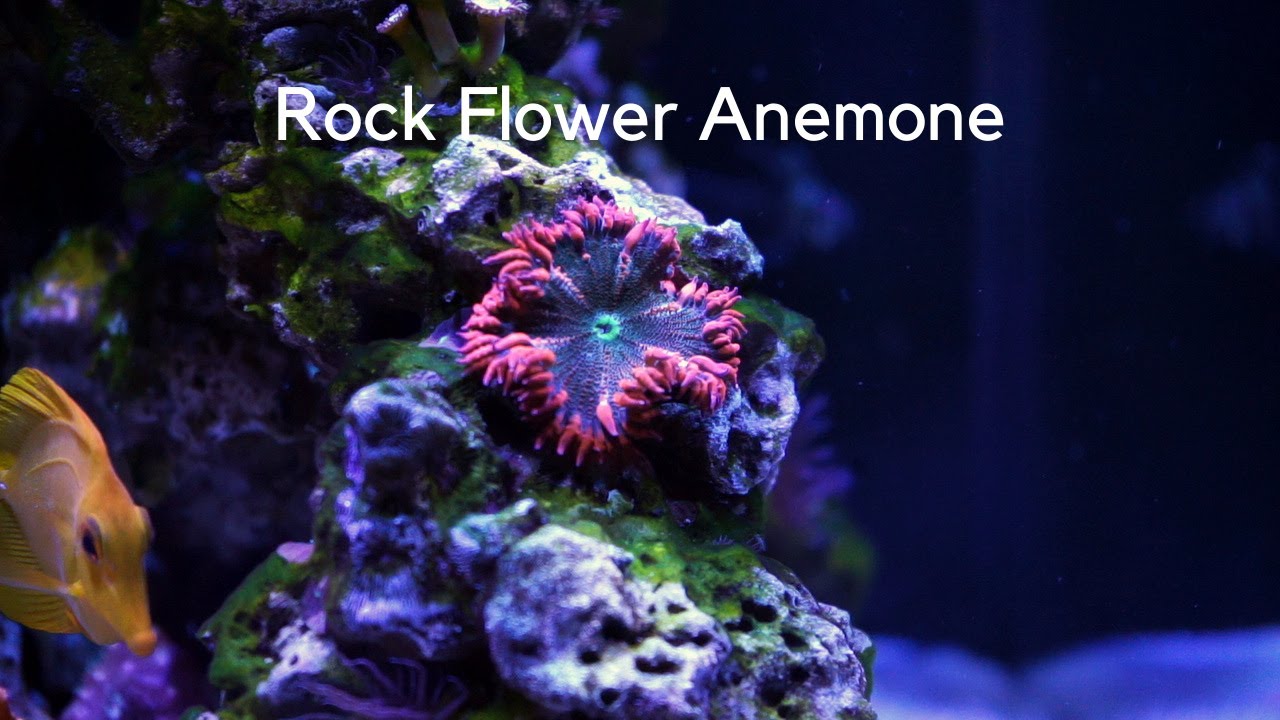 Rock Flower Anemone Care
