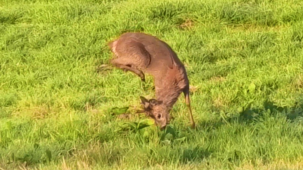 Der Springbock    The Springbok
