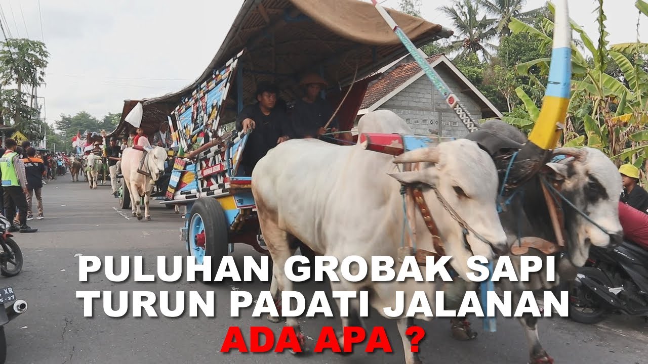 Puluhan Gerobak Sapi Ikut Meramaikan Upacara Adat Mbah Bregas - Merti Desa Margoagung