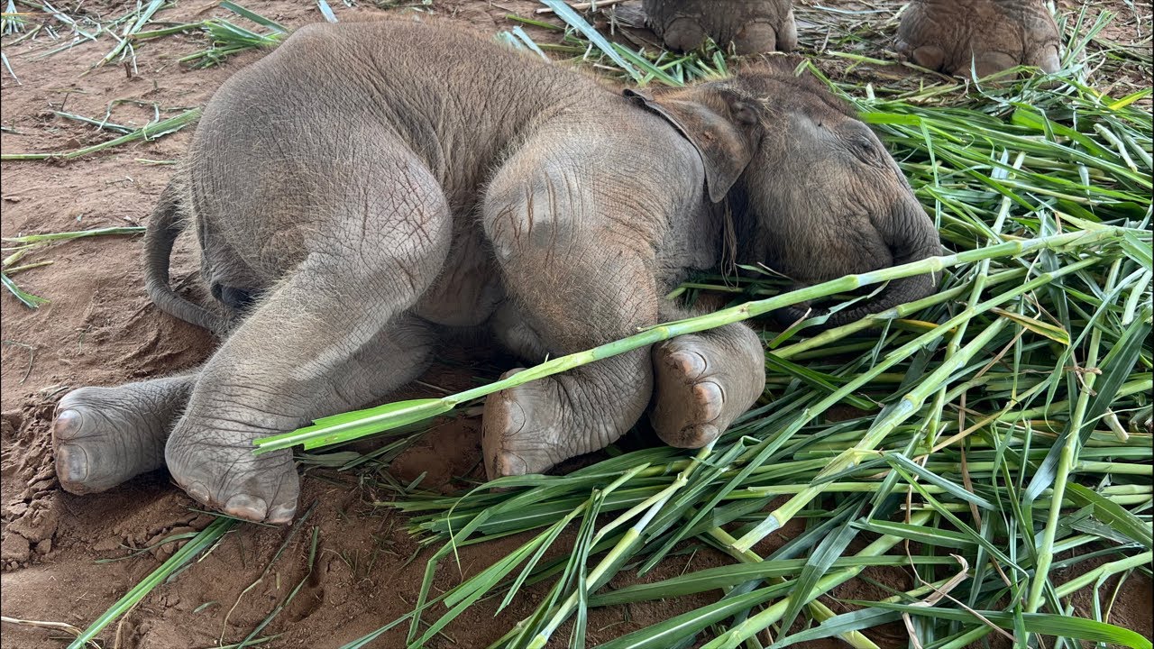 วันมาฆบูชา ทำบุญเลี้ยงช้างกันค่ะแม่ๆ