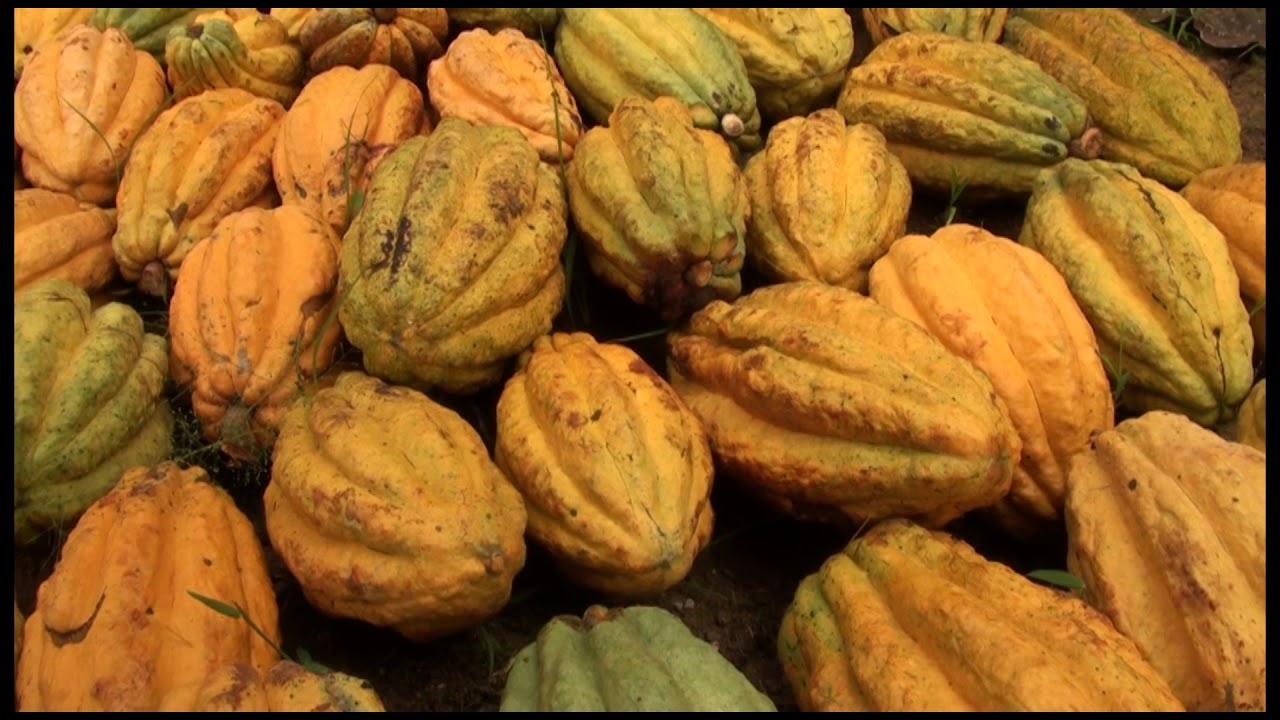 Cultivo del cacao