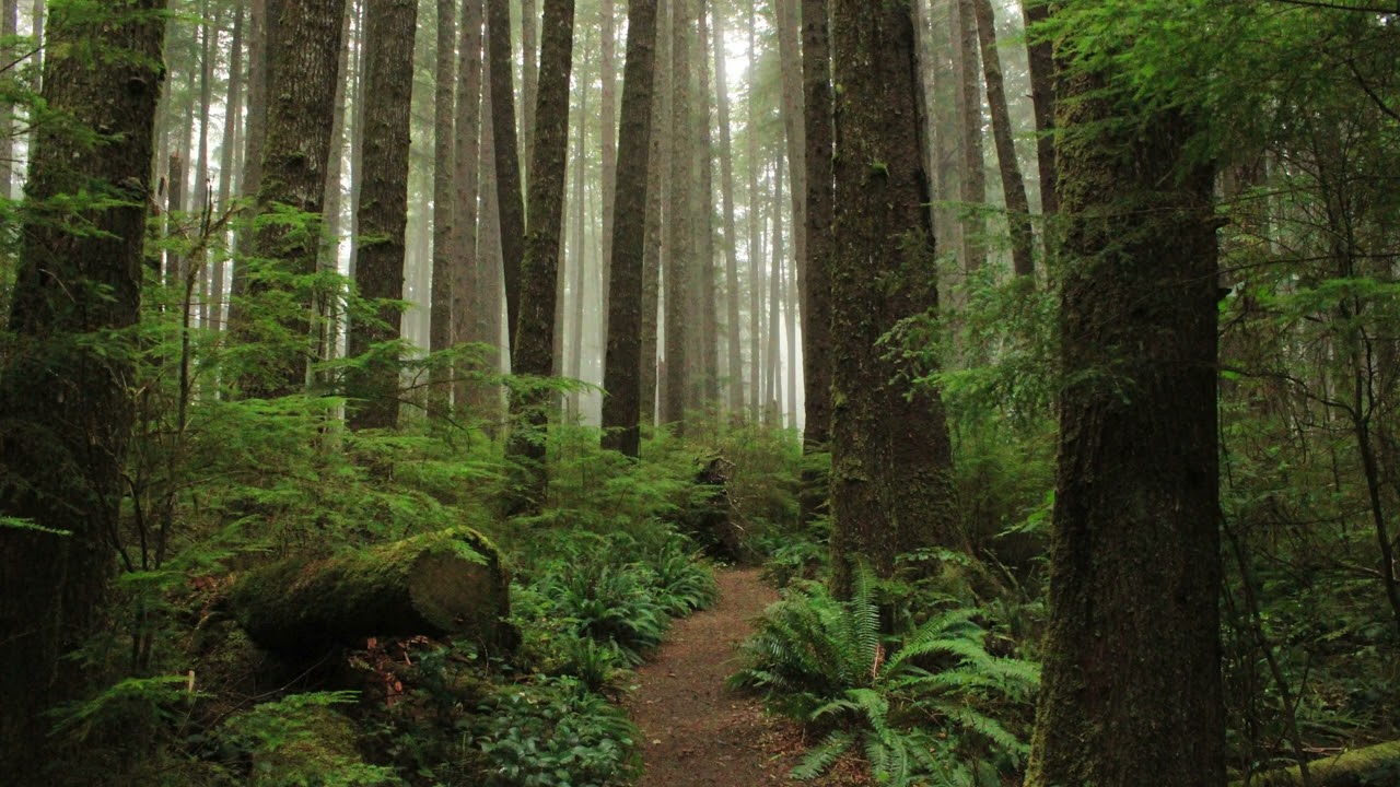 Noble Forêt