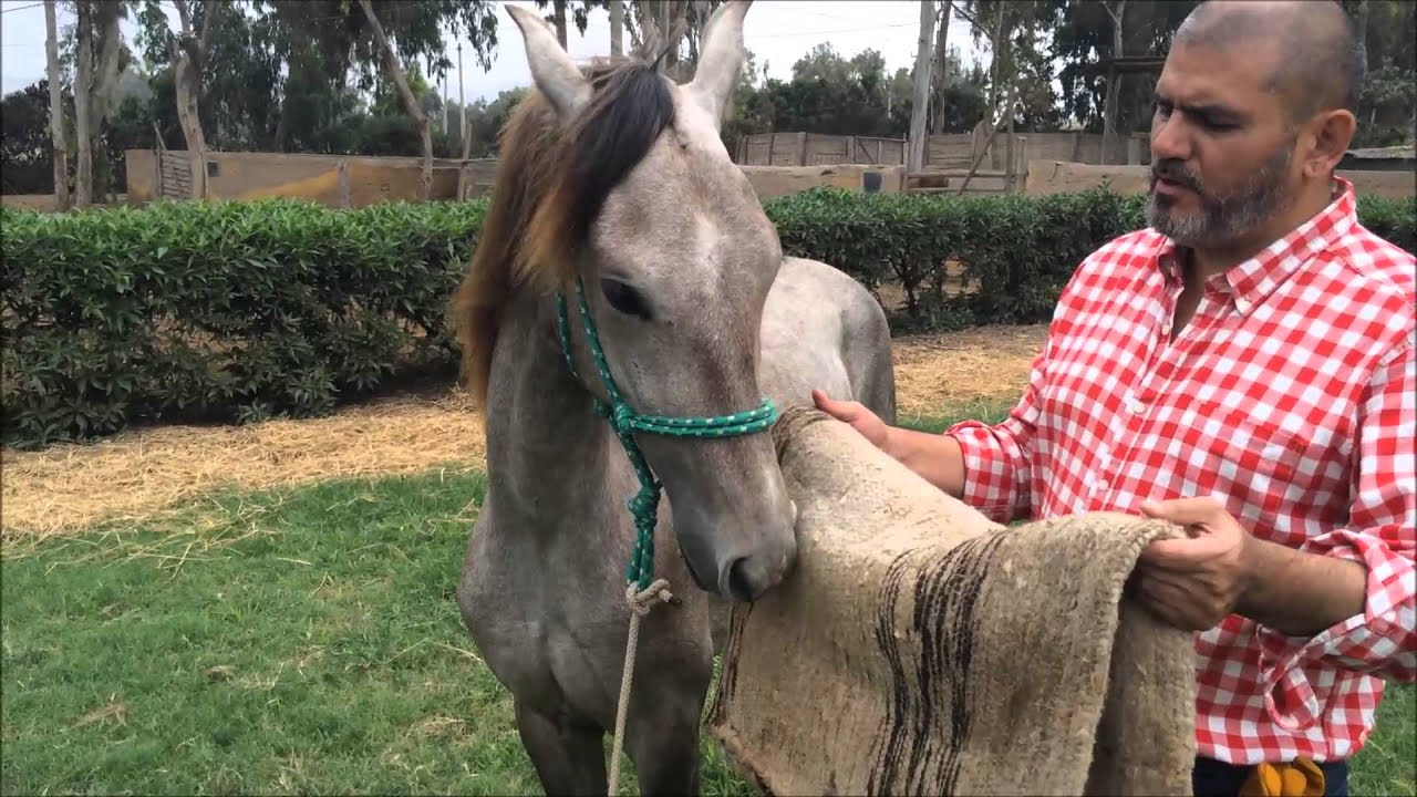 Como preparar un caballo para su primera silla - 2da parte - Doma racional