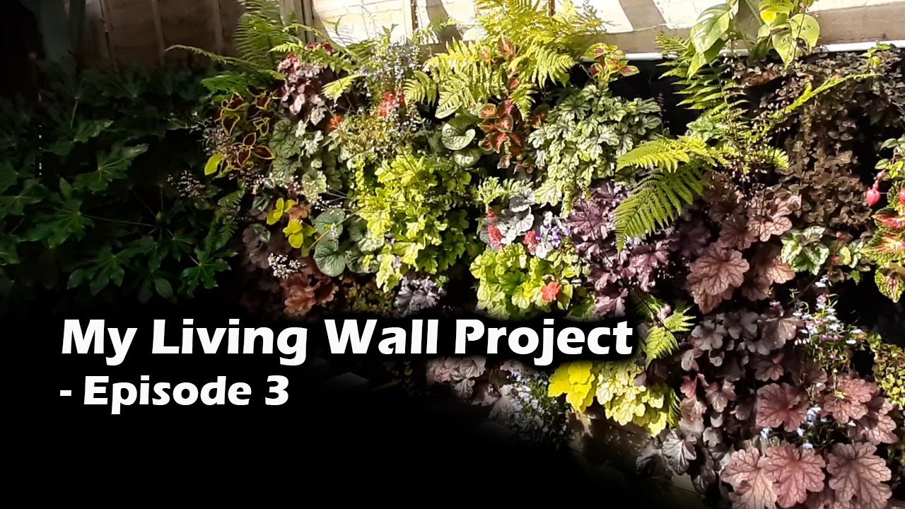Living Wall / Vertical Garden Project - Episode 3