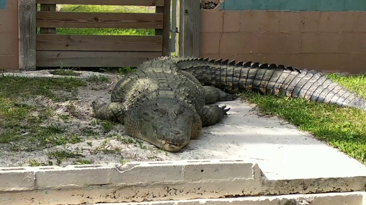 Gatorama
