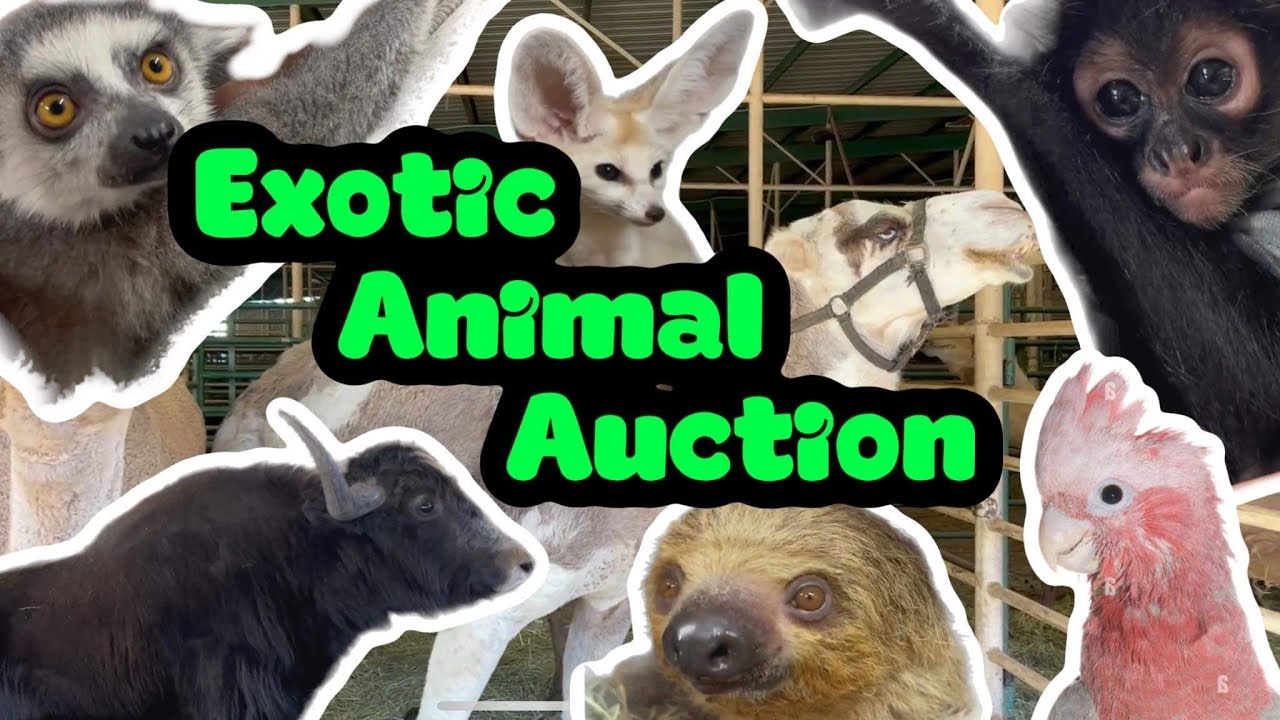Animals At The Exotic Animal Auction We Went To