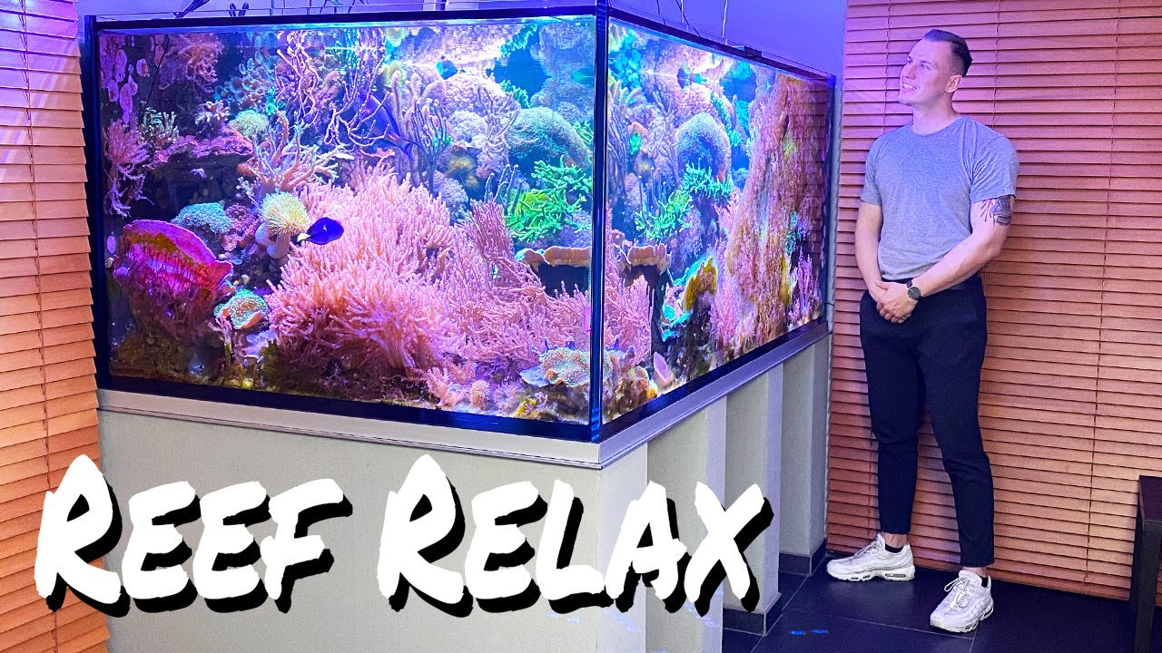REEF RELAX - reef tanks & chillout music - LOFI 
