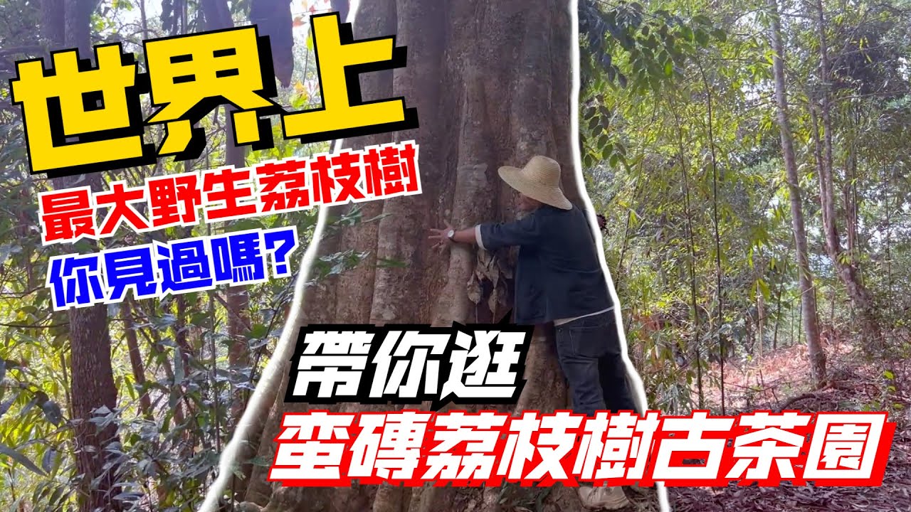 世界上最大野生荔枝樹，你見過嗎？帶你逛蠻磚荔枝樹古茶園開開眼！購茶請加微信/赖line2号店：HDLG002（同號，搜索）#普洱茶 #古树茶#茶#茶叶#茶葉#古樹茶#茶葉