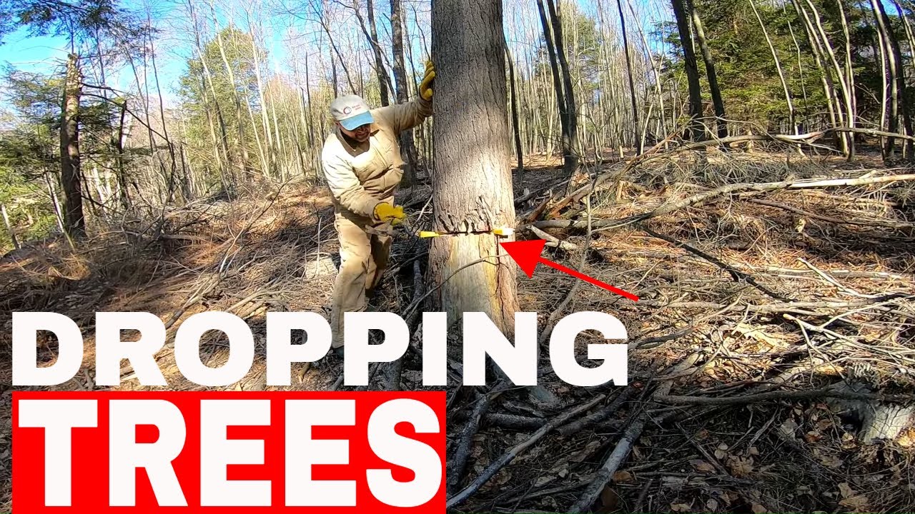 How To Create Deer Bedding & Travel Corridors!