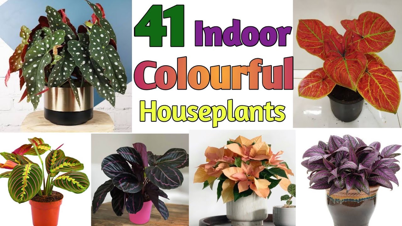 41 Indoor Colourful Houseplants | Indoor Colourful Plants with names | Plant and Planting