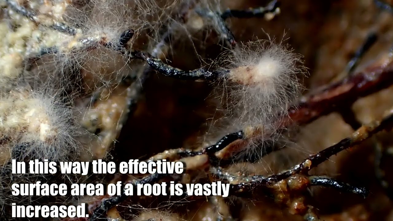 Mycorrhiza Time lapse