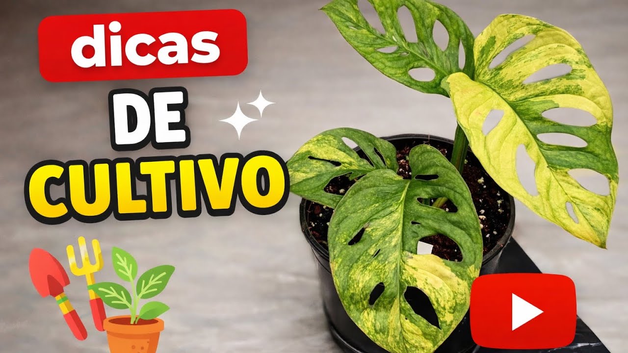 Para de matar sua Monstera Adansonii! #mosteraadansonii #plantas #trepadeira 