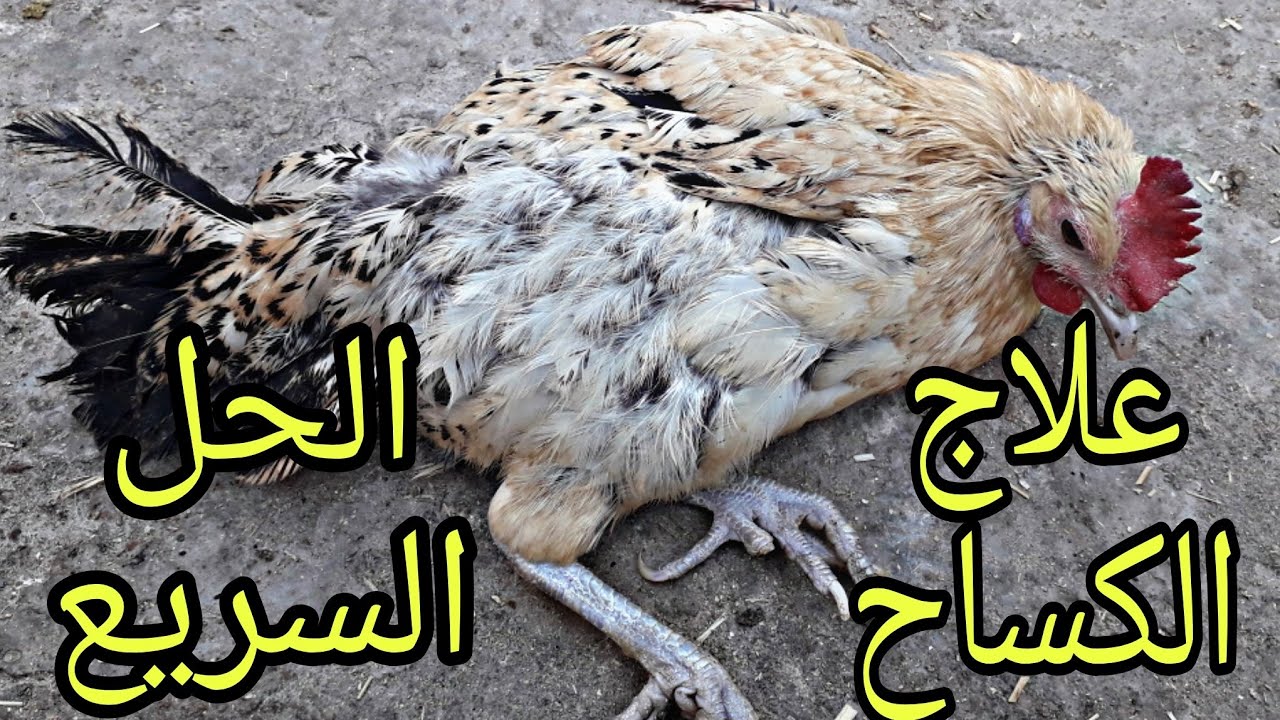 الحل النهائي والفعال لعلاج كساح الطيور والدواجن افضل علاج 💪💪