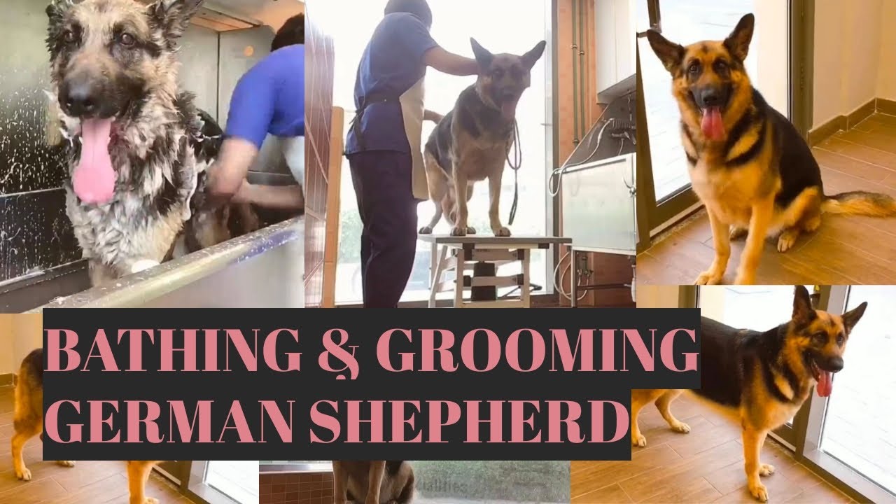 Bathing & Grooming A German Shepherd |  Bunny TV