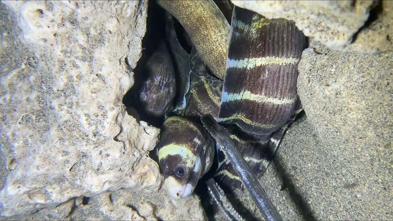 Diving under the sea to catch eels, crabs and sea cucumbers | Part 170