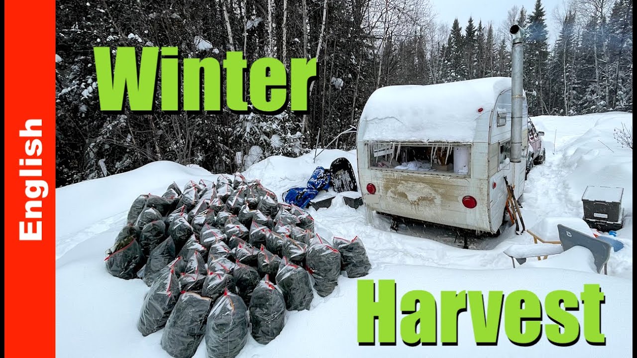 Winter Harvest for Our Spruce Beer Production