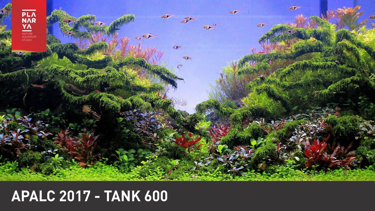 AQUASCAPE CONTEST - APALC 2017 TANK 600
