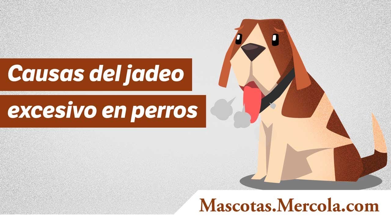 Causas del jadeo excesivo en perros