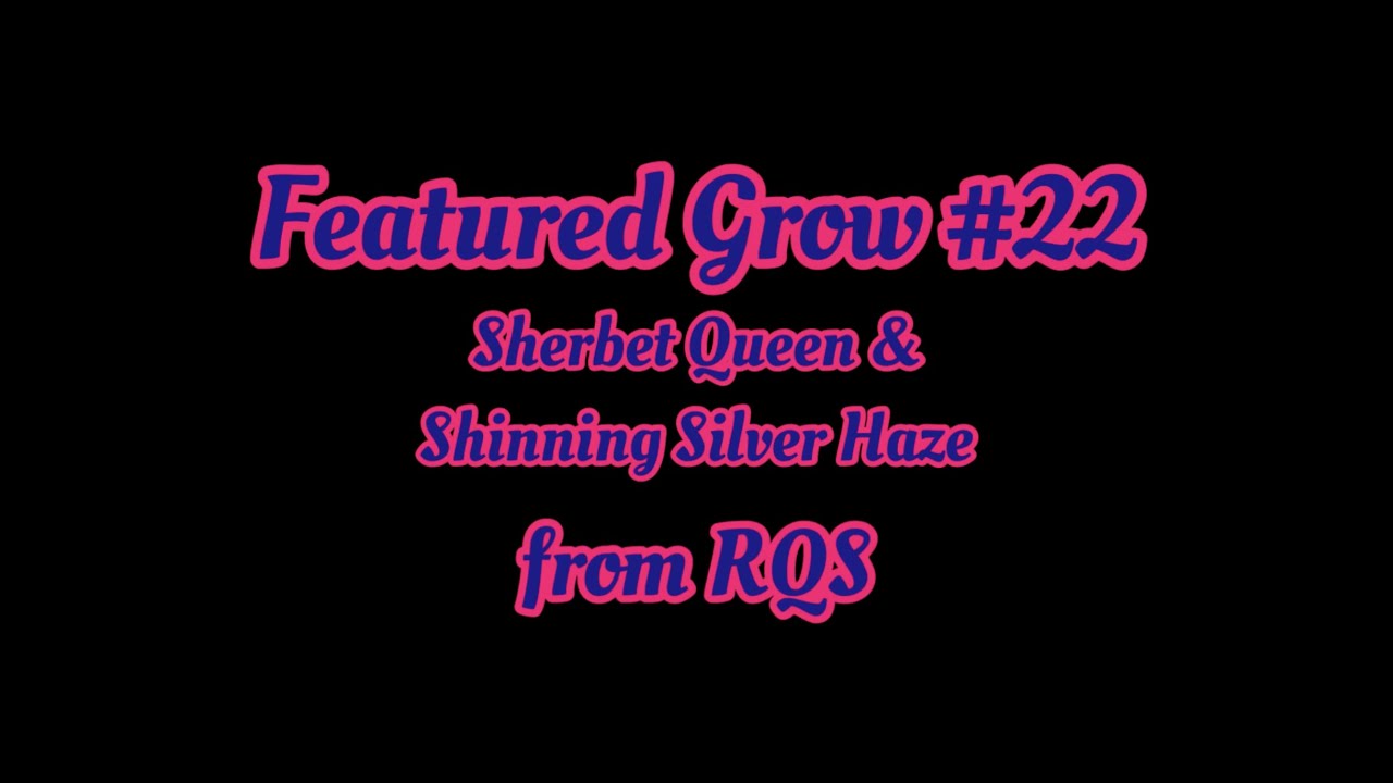 FEATURED GROW #22: Sherbet Queen and Shining Silver Haze from RQS grown under SANlight Q6W-Gen.2 LED