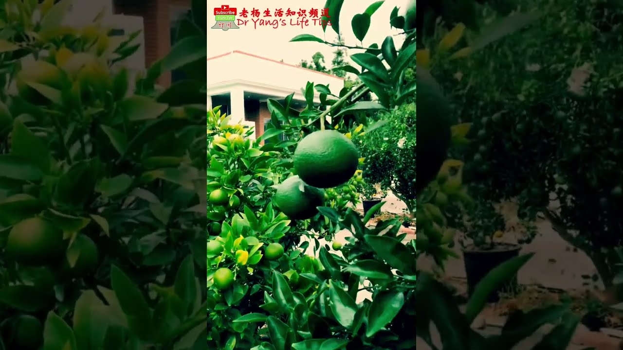 韩国济州岛著名特产：柑橘【South Korea's Jeju Island famous specialty: citrus】