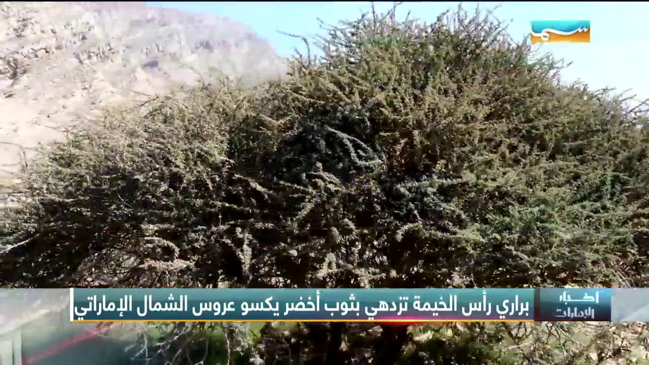 الطبيعة في رأس الخيمة - Nature in Ras Al Khaimah