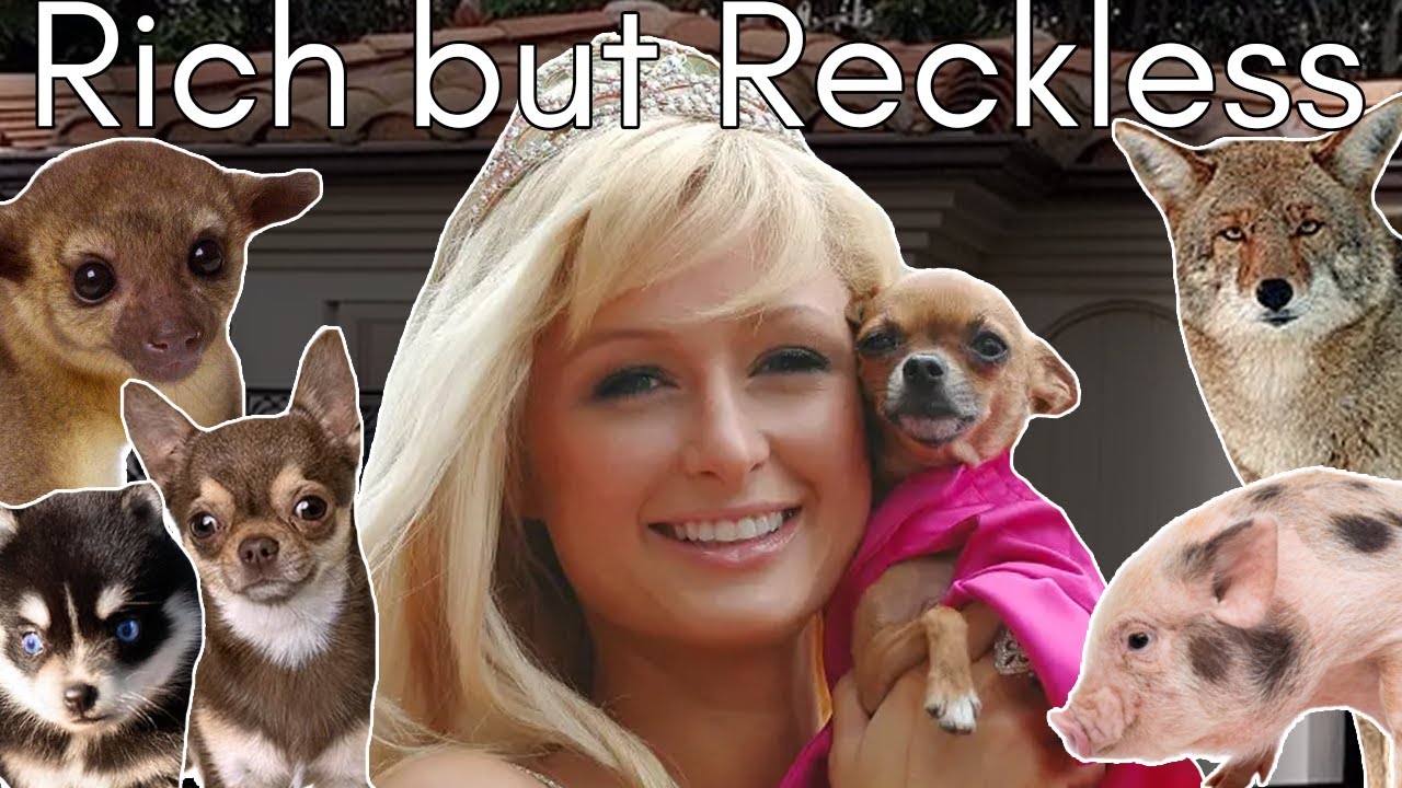 Paris Hilton’s Pets: The Tragic Truth of Pets Treated Like Props (Hollywood Animal Hoarding)