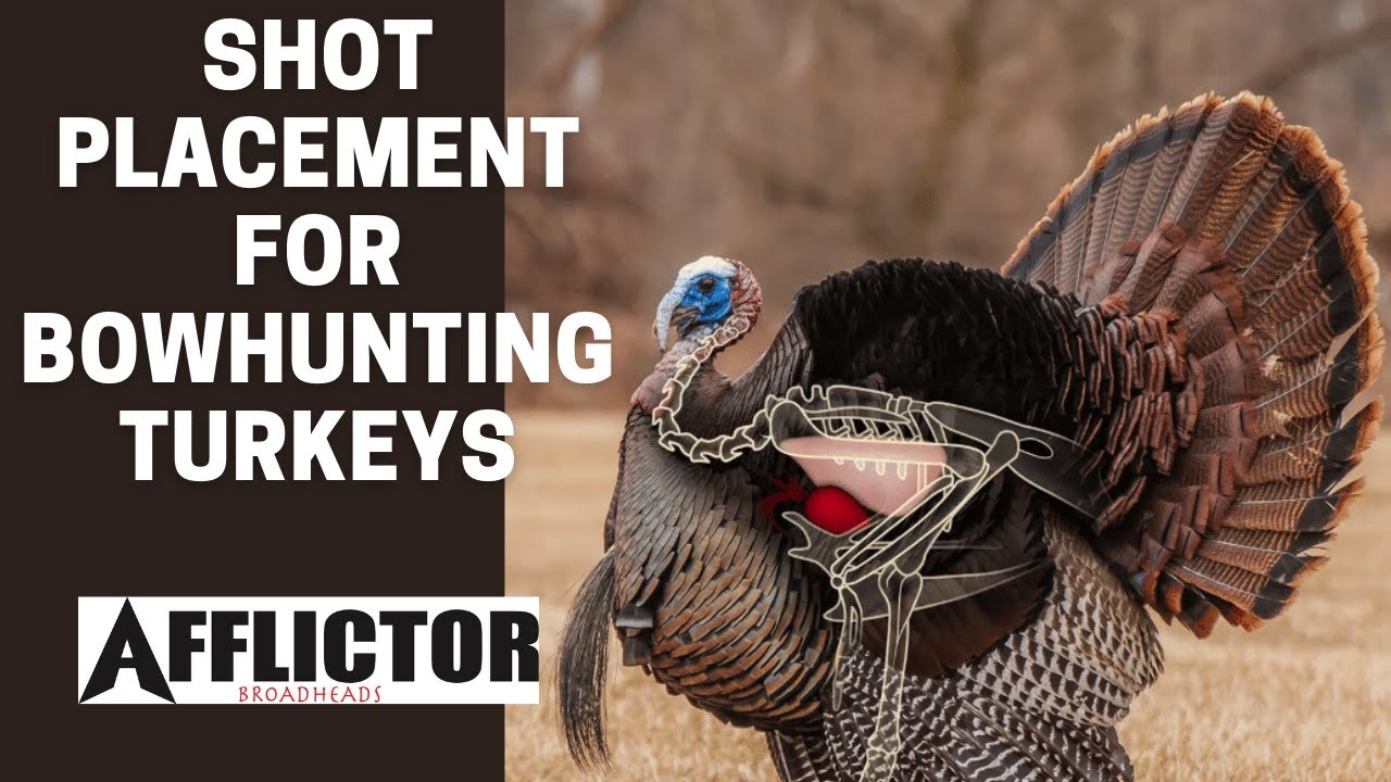 Proper Shot Placement For BOWHUNTING Turkeys!