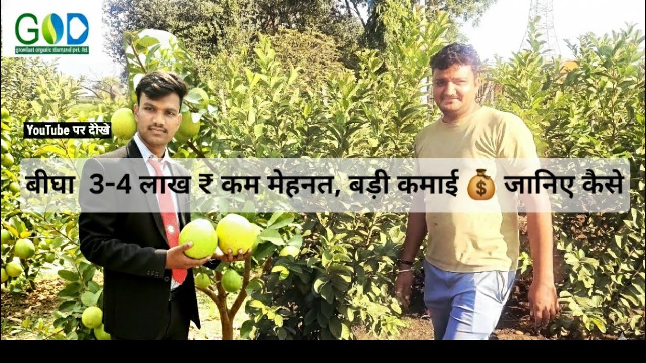 टिश्यू कल्चर से पौधे जल्दी और बढ़िया होते हैं, जिससे 18 महीने में फल बेच सकते हैं। 🚀 जानिए किशन से