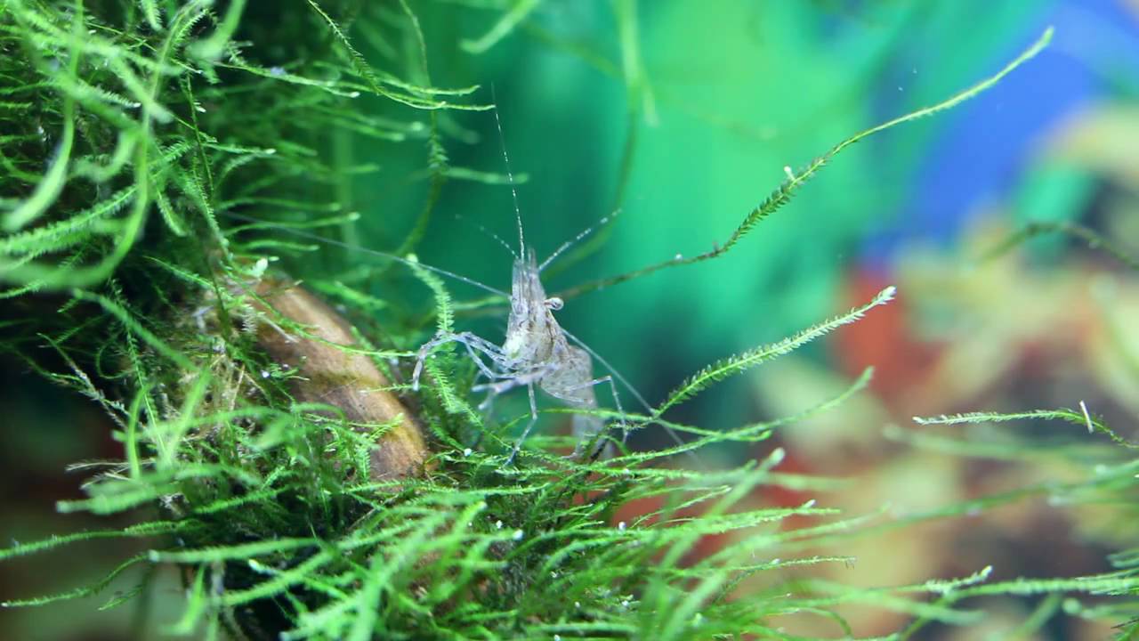 Shrimp tank with Corydoras