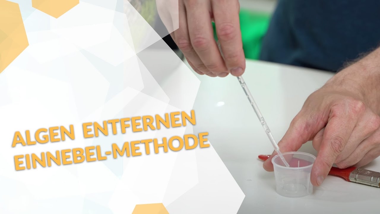 Einnebelmethode | So entfernst du hartn&auml;ckige Algen von Steinen / Hardscape im Aquarium!