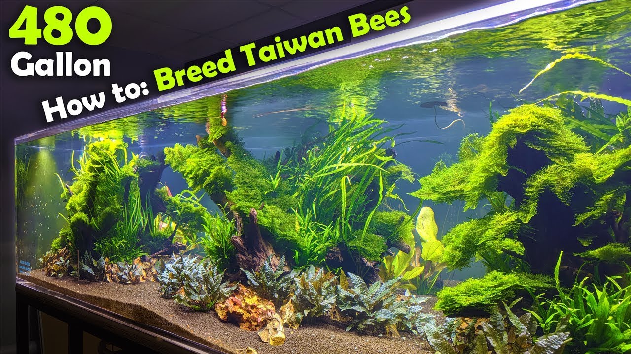 Our Secret to Breeding Taiwan Bees in Our 480 Gallon Aquarium