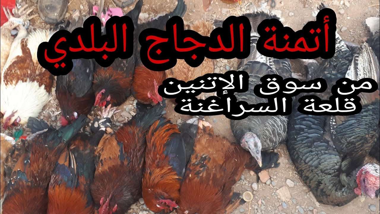 أتمنة الدجاج البلدي من سوق ألإتنين قلعة السراغنة اليوم  20/2/2023