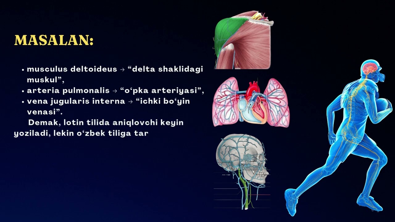 Lotin tili va tibbiy terminologiya. Anatomik iboralar tarjimasi. 