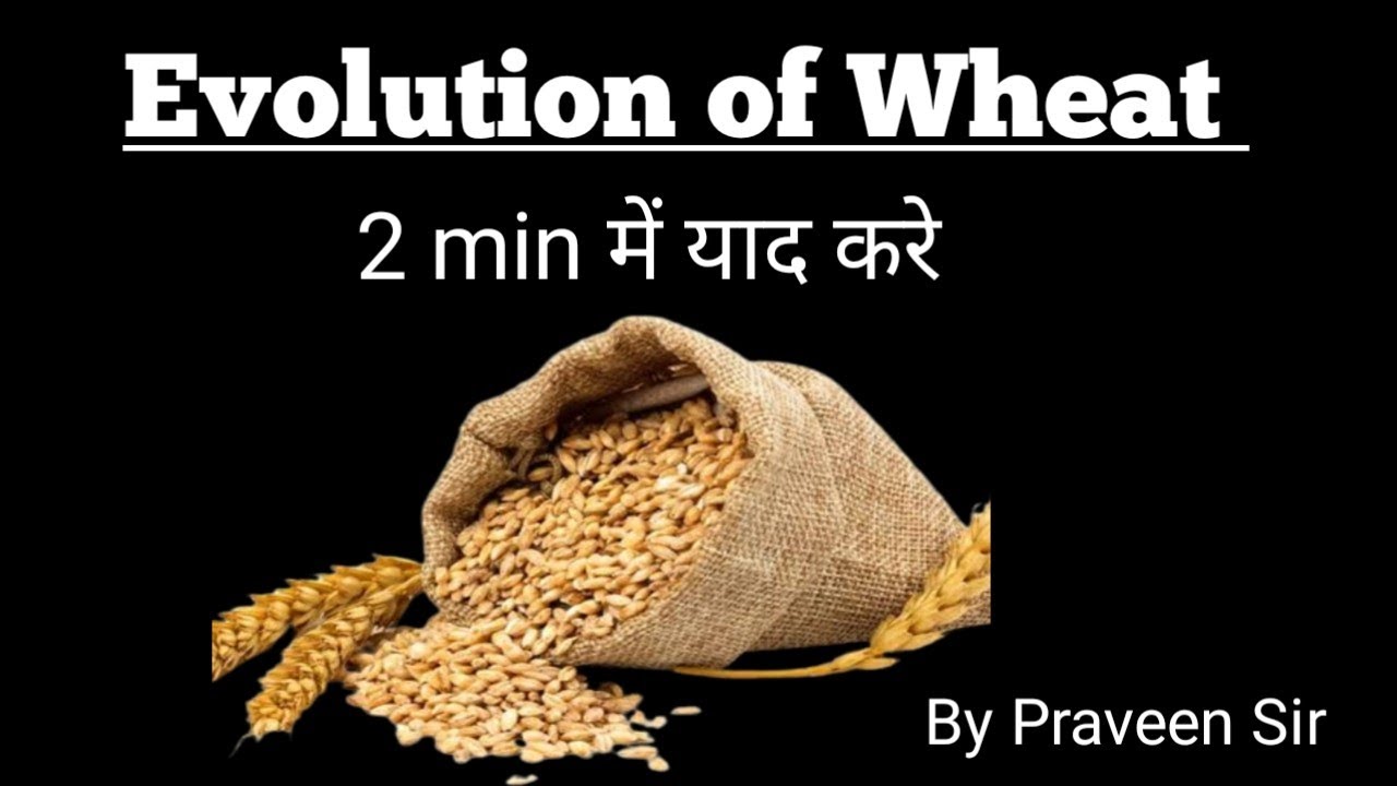 Evolution of Wheat // Short tricks
