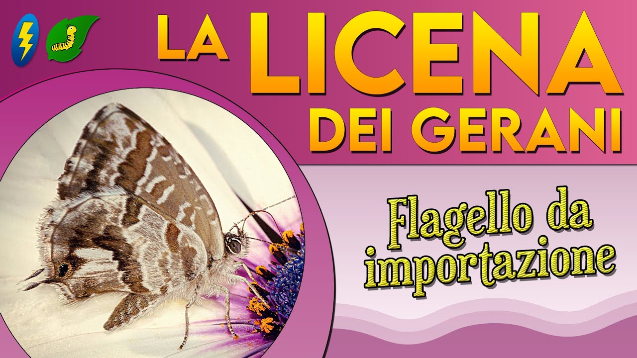 La Licena dei gerani: flagello da importazione ⚡