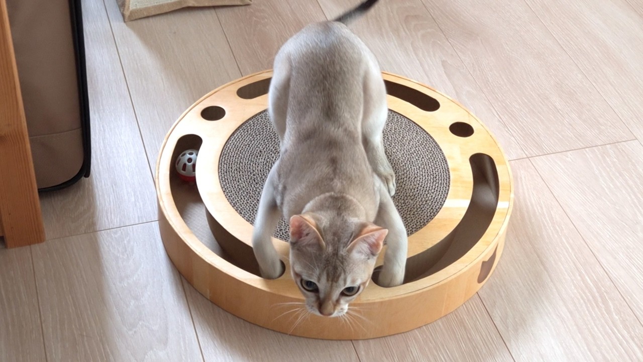 新入り子猫にバリバリボールをプレゼントしたら可愛すぎました🐈