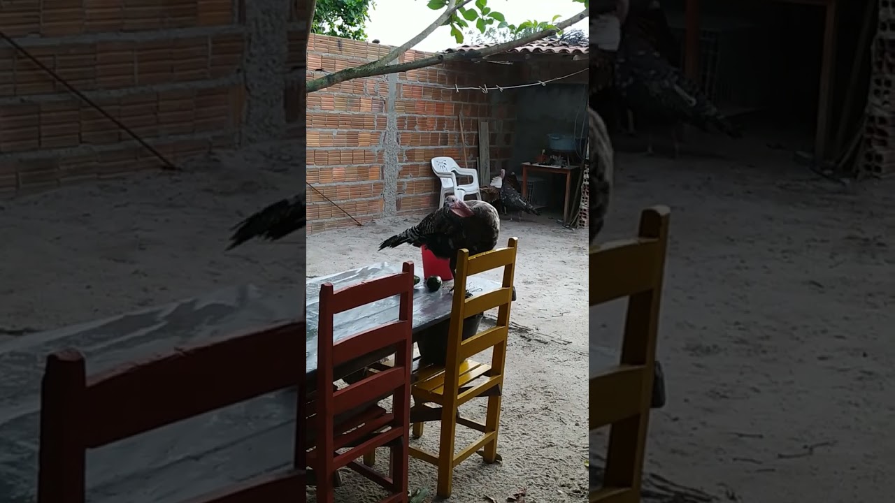 Porque perú só gosta de altura hein 