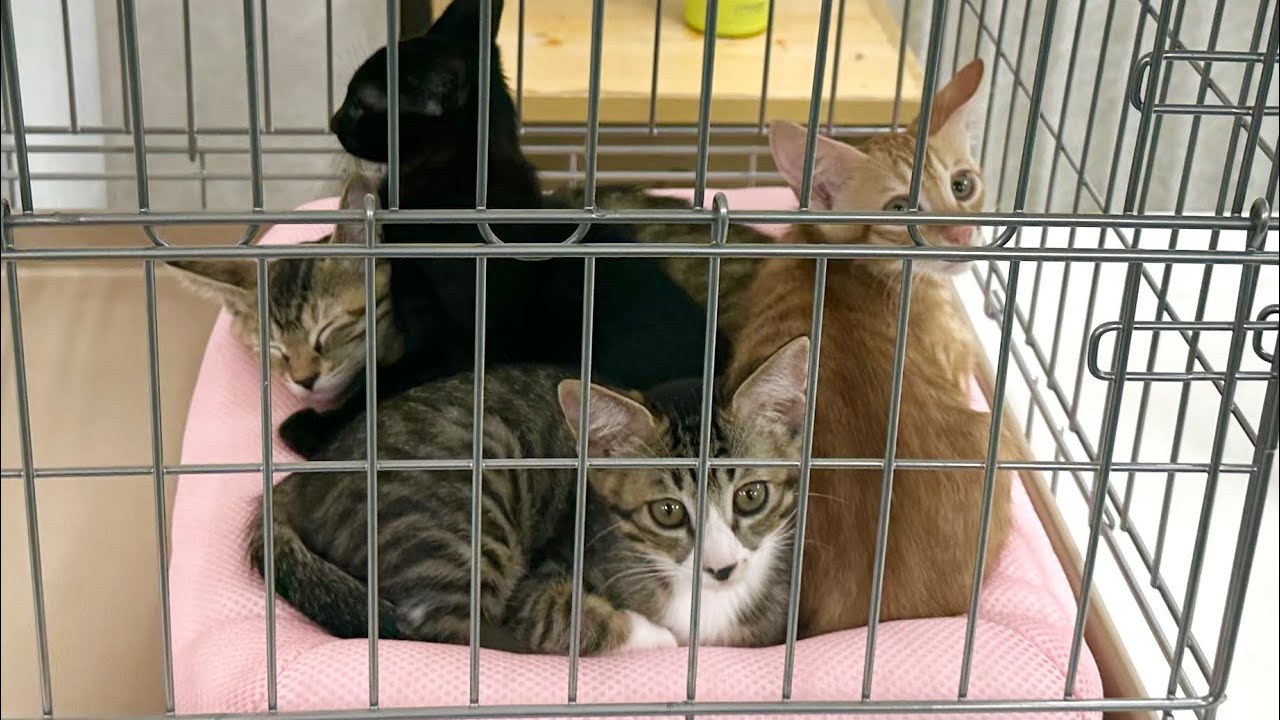 譲渡会に参加しました！結果は‥【ラプ保護物語】Attended a foster care meeting. The result is ... 子猫