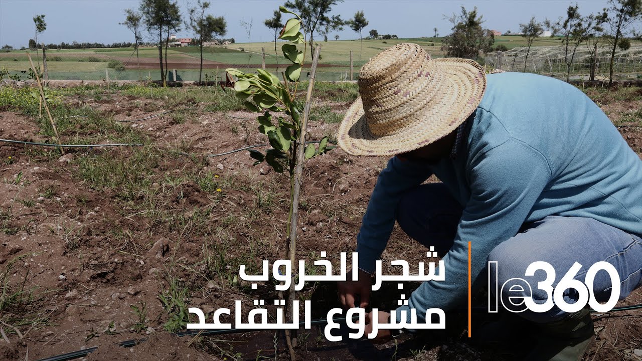 هذه أهمية زراعة شجر الخروب لمحاربة الجفاف والتغيرات المناخية
