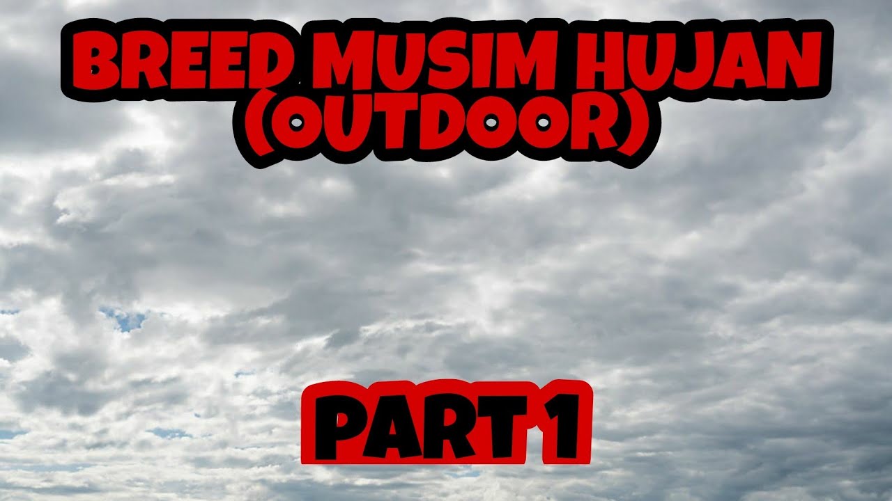 BREEDING MUSIM HUJAN DILUAR RUMAH (PART 1)