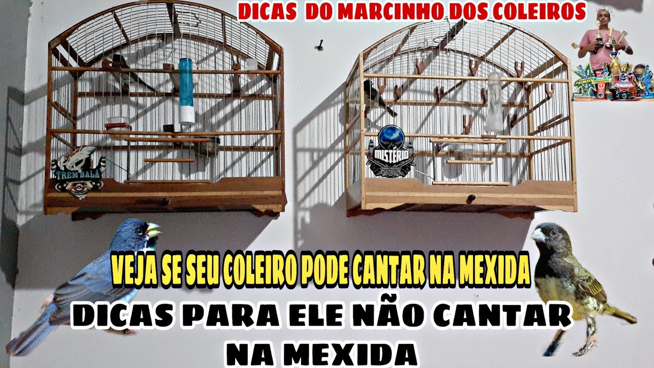 SEU COLEIRO CANTA MUITO NA MEXIDA ?