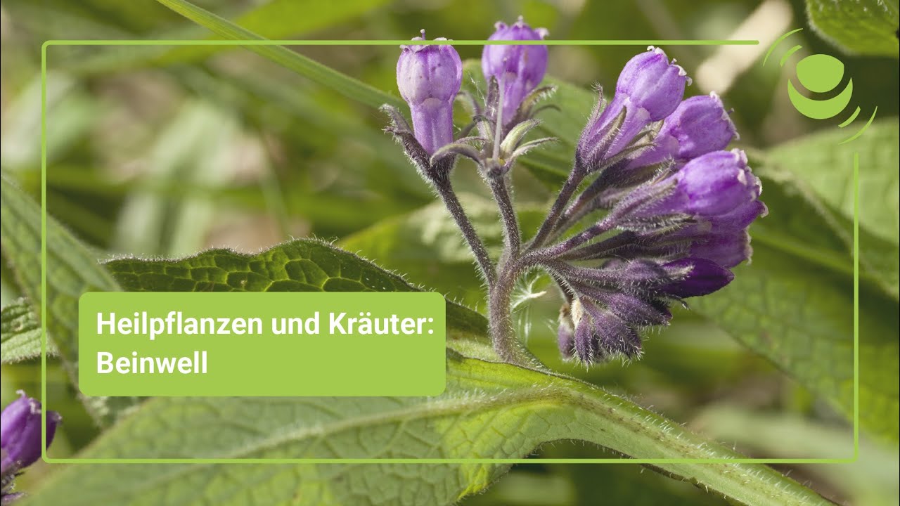 Beinwell &ndash; Alles, was du &uuml;ber seine Wirkung wissen solltest.