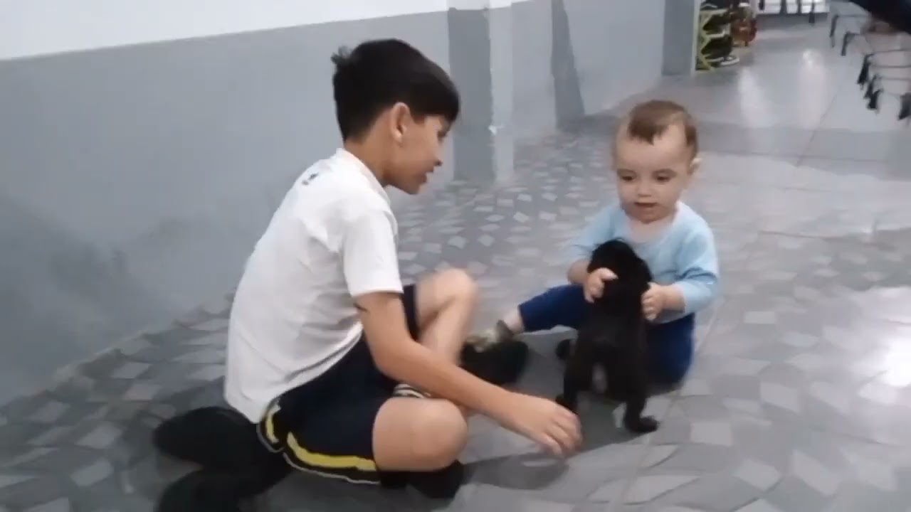 momentos especiais.   Bernardo e Thomas,  ganham  um  cachorro Pug.