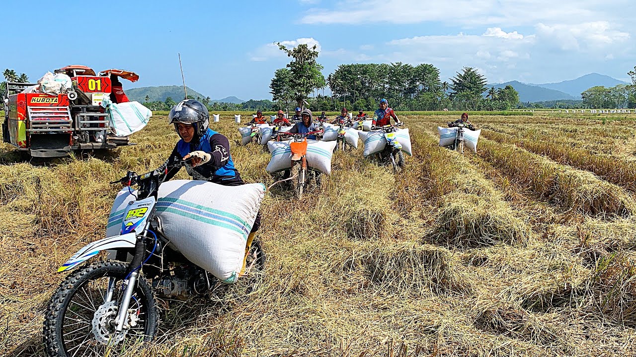 Ojek gabah korban janda pirang | erea berlumpur